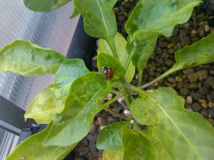 Marienkäfer auf Paprikapflanze