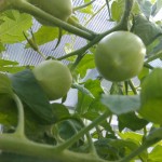 Junge Tomaten