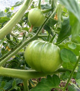 Tomatenfrüchte