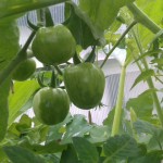 Noch grüne Tomaten